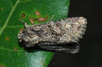 Dryobotodes tenebrosa