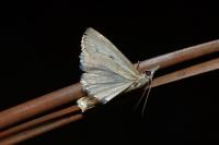Agriphila geniculea