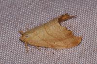 Falcaria lacertinaria