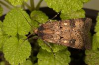 Agrotis trux