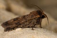 Agrotis trux