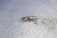 Blastodacna hellerella