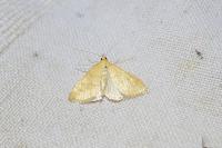 Anania crocealis