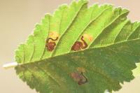 Stigmella viscerella