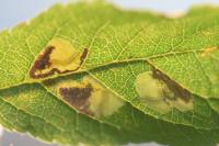 Ectoedemia spinosella