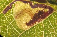 Ectoedemia spinosella