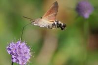 Macroglossum stellatarum
