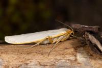 Eilema caniola