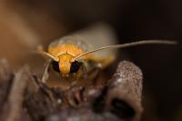 Eilema caniola