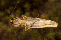 Eilema caniola