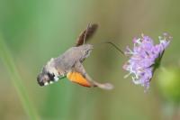 Macroglossum stellatarum