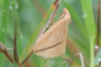 Rhodometra sacraria