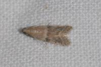 Vitula biviella