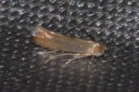 Phyllonorycter quercifoliella