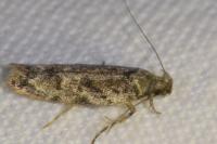 Psoricoptera gibbosella