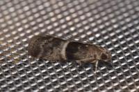 Elegia atrifasciella