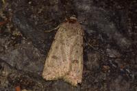 Caradrina clavipalpis