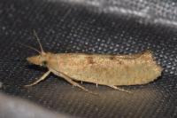 Ypsolopha alpella