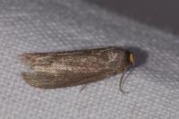 Achroia grisella