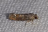 Clavigesta purdeyi