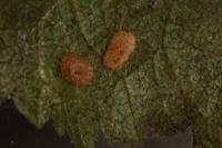 Ectoedemia spinosella