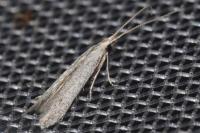 Coleophora hemerobiella