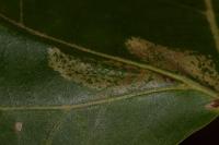 Phyllonorycter platani