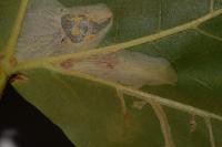 Phyllonorycter platani