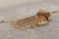 Phyllonorycter platani