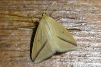 Rhodometra sacraria