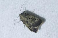 Agrotis trux