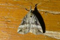 Hypena rostralis