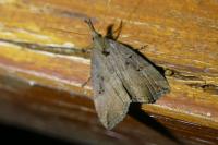 Hypena rostralis