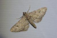 Gymnoscelis rufifasciata