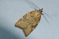 Acleris rhombana