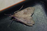 Mecyna asinalis