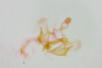 Coleophora glaucicolella