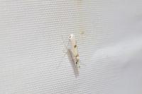 Phyllocnistis