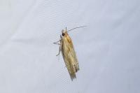 Eucosma cana