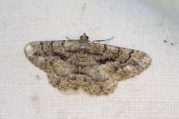 Peribatodes ilicaria