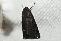 Aporophyla nigra