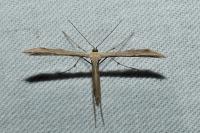 Emmelina argoteles/monodactyla