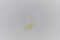 Stomopteryx remissella