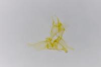 Tischeria dodonaea