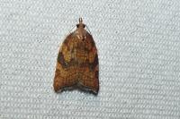 Acleris rhombana