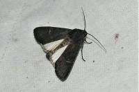 Aporophyla nigra