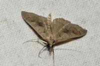 Mecyna asinalis
