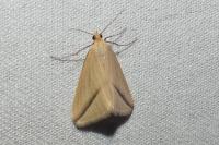 Rhodometra sacraria