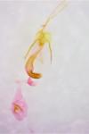 Coleophora lassella