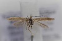 Coleophora lassella